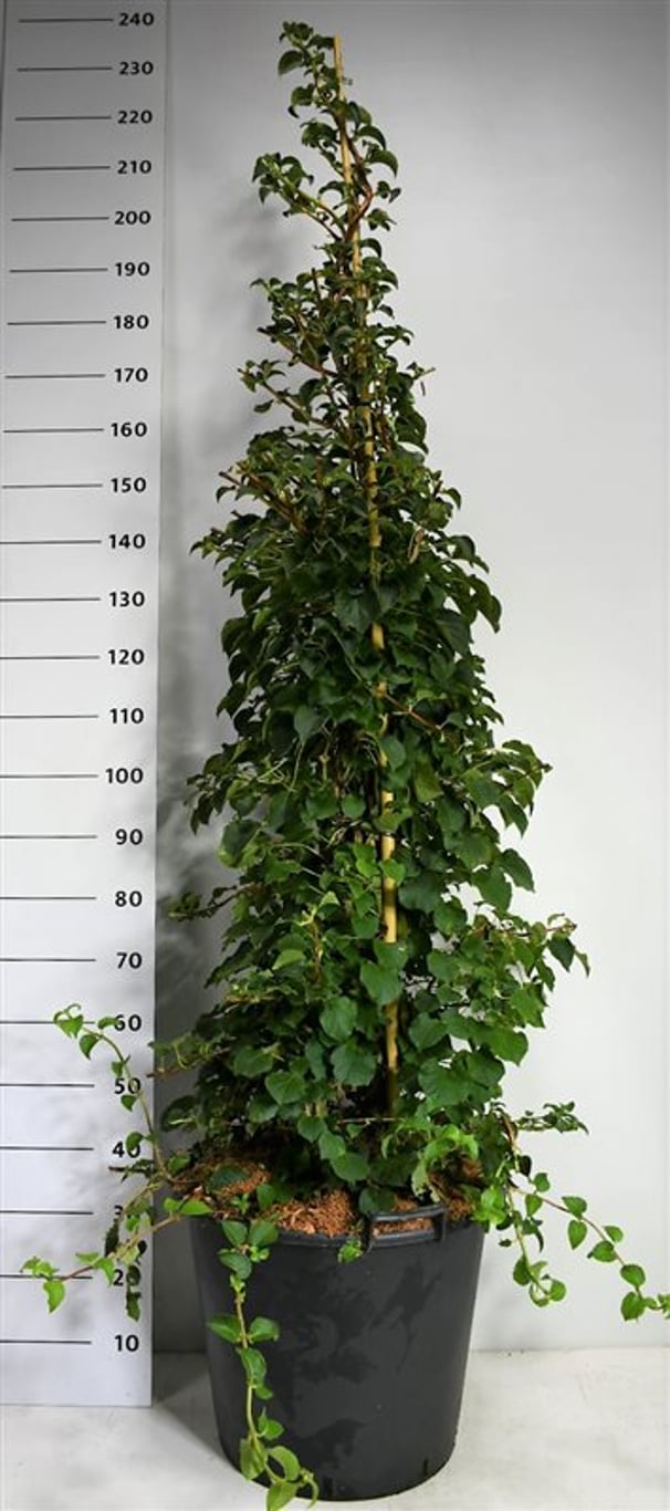 Hydrangea petiolaris - C50 150-175 CM